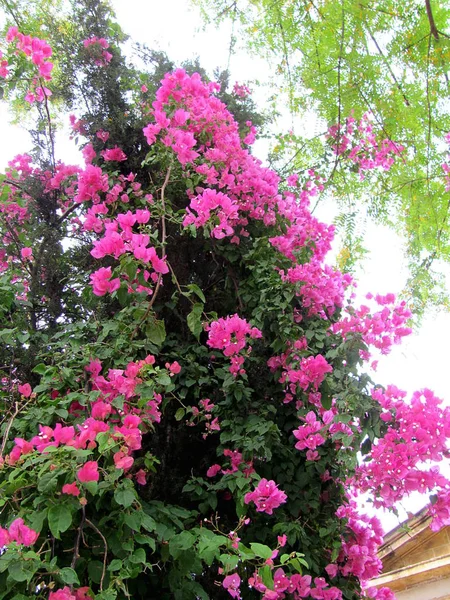 Růžové květinové stromy v Nicosii, Kypr — Stock fotografie