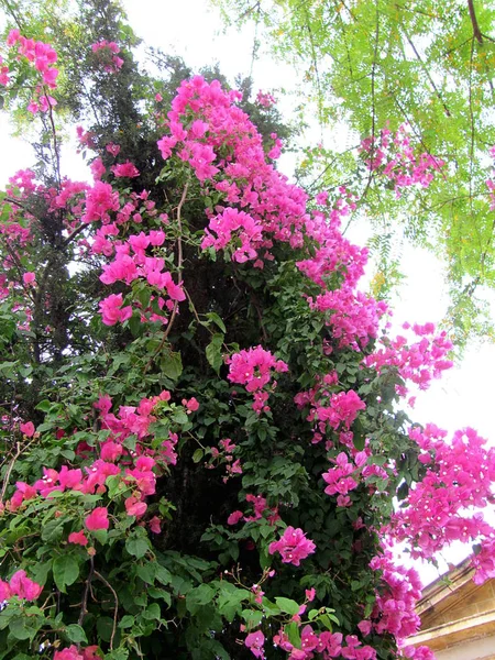 Floriculturas em Nicosia, Chipre — Fotografia de Stock