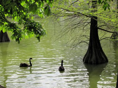 Buen Retiro Parkı, Madrid 'in en büyük parklarından biri, İspanya.
