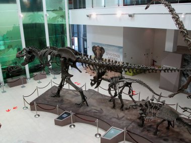 SVILAJNAC, SERBIA - Temmuz 2018: Sırbistan 'ın Svilajnac kentindeki Doğa Müzesinde Sergi Koleksiyonu.