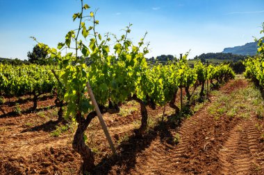 bağcılık için organik bağ da toprakta yetişen yeşil üzüm satırları