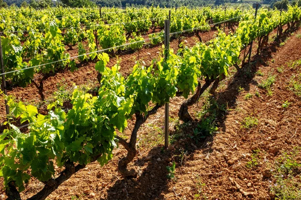 File Viti Verdi Che Crescono Nel Terreno Vigna Biologica Viticoltura — Foto Stock