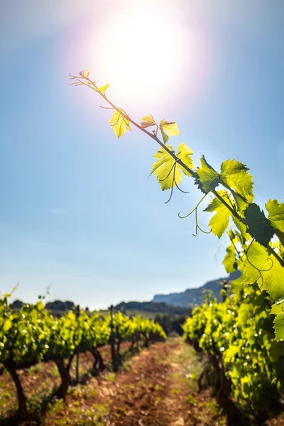 rows of green grapevines growing in soil at organic vineyard for viticulture