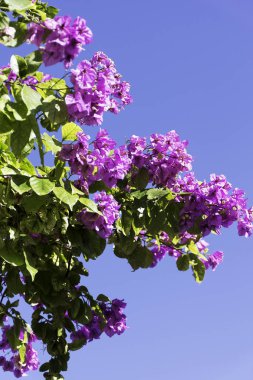 Bougainvillea çiçek mavi gökyüzü arka planda - Hırvatistan ile