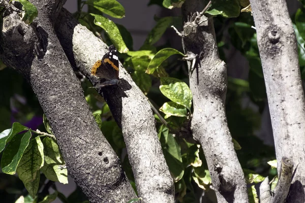 Red Admiral Csodálatra Méltó Vanessa Atalanta Horvátország — Stock Fotó