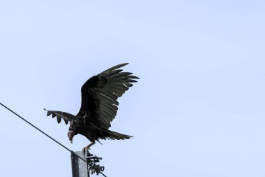 Ayrıca Türkiye'de şahin, John karga veya leş kargası - Yarımadası de Zapata Milli Parkı olarak bilinen hindi akbabası (cathartes havası) / Zapata bataklık, Küba