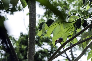 Küba Yeşil ağaçkakan (Xiphidiopicus percussus) Küba'ya - Yarımadası de Zapata Milli Parkı endemik / Zapata bataklık, Küba