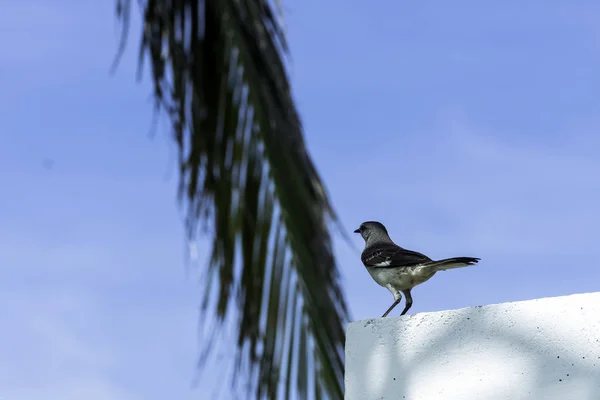 Énekes Gezerigó Mimus Polyglottos Varadero Kuba — Stock Fotó