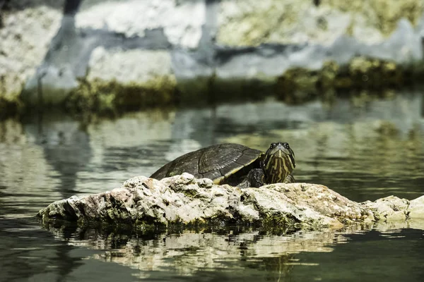 Kubánské Jezdec Trachemys Decussata Hrdlička Původem Kuby Poloostrov Zapata Národní — Stock fotografie