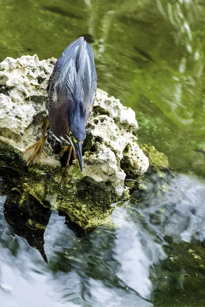 緑のサギ Butorides タイワンツマグロヨコバイ サパタ国立公園 ザパタスワンプ キューバ — ストック写真