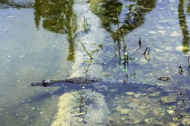 Yüzme Küba timsahı (Crocodylus Rhombifer) türüdür küçük timsah Küba'ya - Yarımadası de Zapata Milli Parkı endemik / Zapata bataklık, Küba