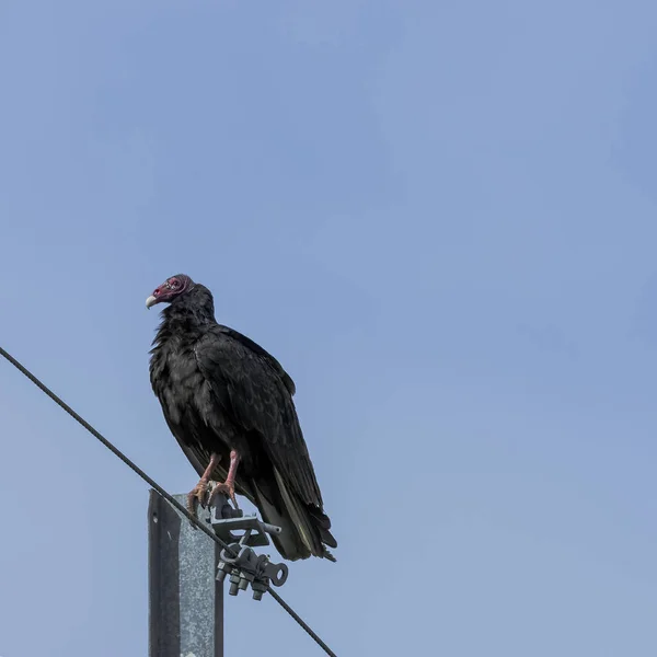 Kalkoengier Cathartes Aura Ook Bekend Als Turkije Buzzard John Crow — Stockfoto