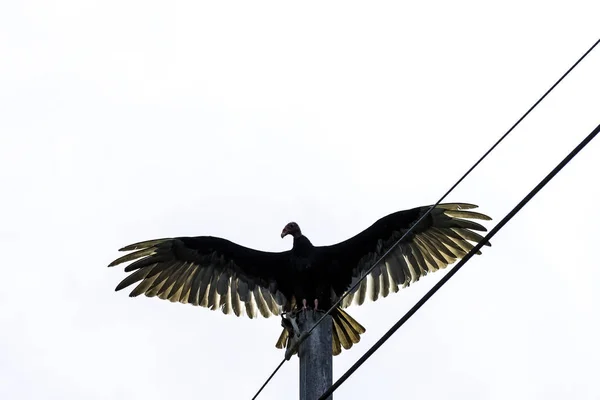 Supu Cathartes Aura Také Známý Jako Turecko Káně John Crow — Stock fotografie