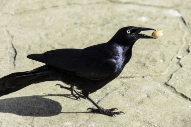 Büyük Antiller grackle (Quiscalus Nijer) - Varadero, Küba