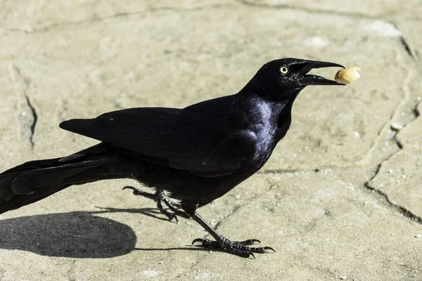 Büyük Antiller grackle (Quiscalus Nijer) - Varadero, Küba