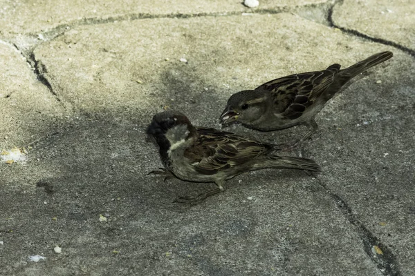 House Sparrow Passer Domesticus Varadero Cuba — Stock Photo, Image