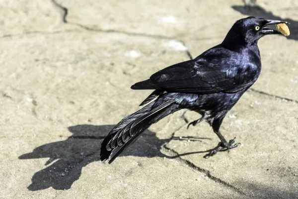 Mayor Grackle Antillano Quiscalus Niger Varadero Cuba — Foto de Stock