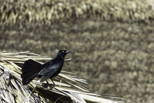 Большой Антильский Гракл Quiscalus Niger Варадеро Куба — стоковое фото