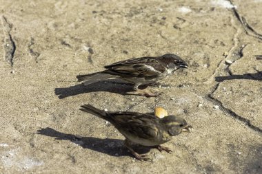 Ev serçesi (Passer domesticus) - Varadero, Küba