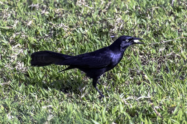 Большой Антильский Гракл Quiscalus Niger Варадеро Куба — стоковое фото