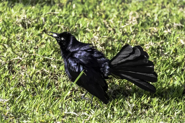 Grackle Des Antilles Quiscalus Niger Varadero Cuba — Photo