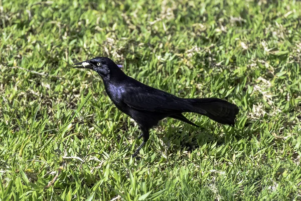 Mayor Grackle Antillano Quiscalus Niger Varadero Cuba —  Fotos de Stock