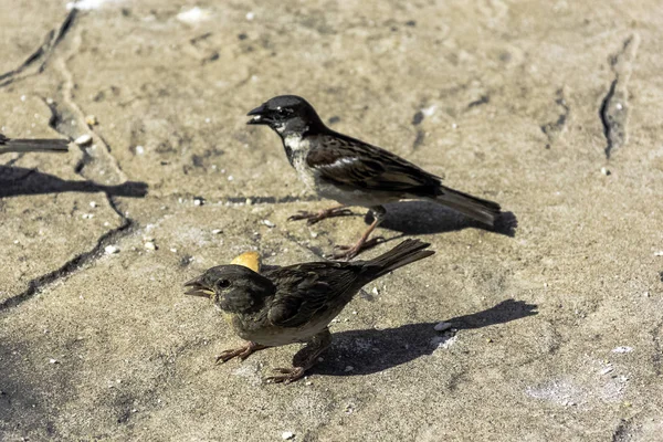 家すずめ 通行人国立公園 バラデロ キューバ — ストック写真