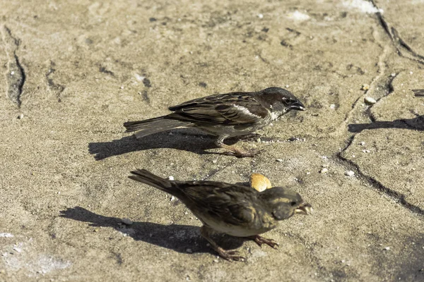 家すずめ 通行人国立公園 バラデロ キューバ — ストック写真