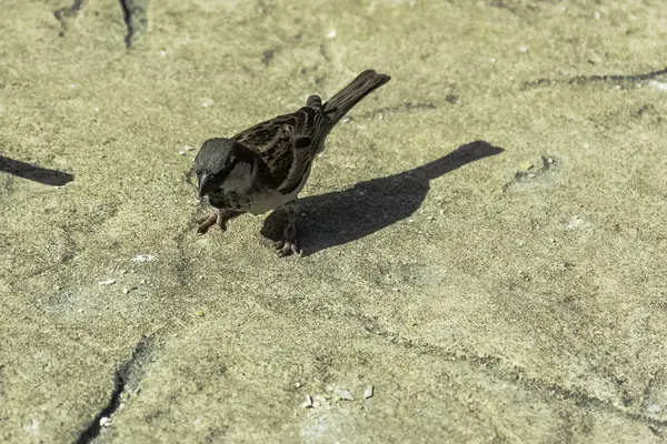 Huismus Passer Domesticus Varadero Cuba — Stockfoto