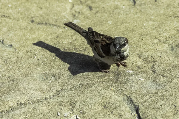 House Sparrow Passer Domesticus Varadero Cuba — Stock Photo, Image
