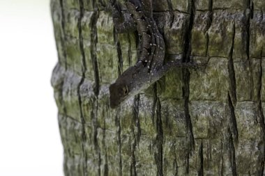 Kahverengi anole Bahaman anole veya De la Sagra'nın Anole - Varadero, Küba da bilinir (Anolis sagrei),