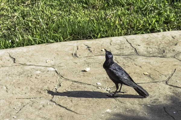 Greater Antillean Grackle Quiscalus Niger Varadero Cuba — Stock Photo, Image