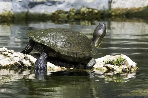 Kubánské Jezdec Trachemys Decussata Hrdlička Původem Kuby Poloostrov Zapata Národní — Stock fotografie