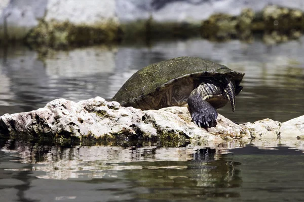 Kubánské Jezdec Trachemys Decussata Hrdlička Původem Kuby Poloostrov Zapata Národní — Stock fotografie