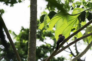 Küba Yeşil ağaçkakan (Xiphidiopicus percussus) Küba'ya - Yarımadası de Zapata Milli Parkı endemik / Zapata bataklık, Küba