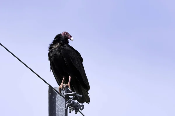 Turquia Abutre Cathartes Aura Também Conhecido Como Turquia Buzzard John — Fotografia de Stock