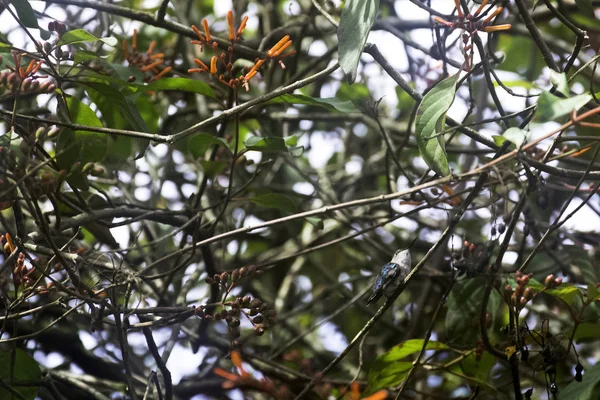 蜂蜂鸟 Zunzuncito 或海伦娜蜂鸟 Mellisuga Helenae 是古巴特有的一种蜂鸟 它是世界上最小的鸟半岛 Zapata Zapata — 图库照片