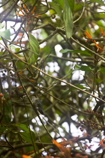 Mellisuga Helenae Una Especie Colibrí Endémico Cuba Que Ave Más —  Fotos de Stock