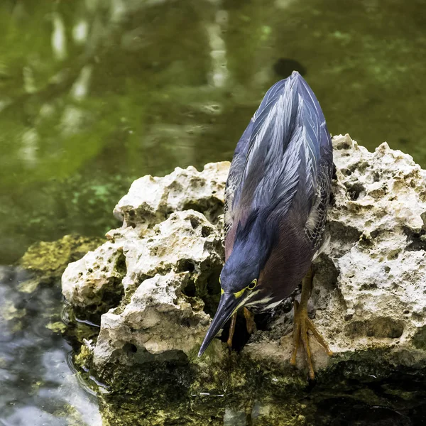 Zelená Volavka Butorides Nazelenalá Lov Poloostrov Zapata Národní Park Zapata — Stock fotografie