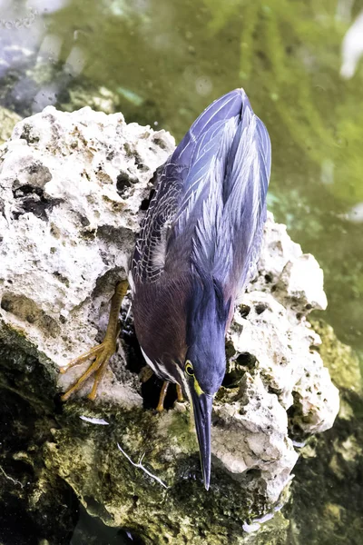 Zelená Volavka Butorides Nazelenalá Lov Poloostrov Zapata Národní Park Zapata — Stock fotografie