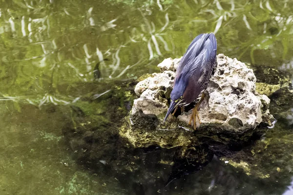 緑のハント サパタ国立公園のアオサギ Butorides タイワンツマグロヨコバイ ザパタスワンプ キューバ — ストック写真