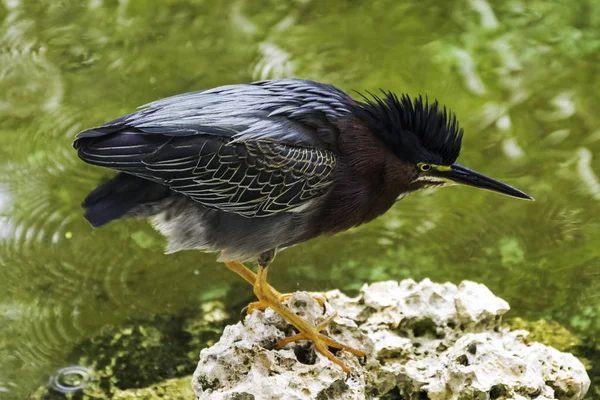 Πράσινο Ερωδιός Butorides Virescens Για Κυνήγι Εθνικό Πάρκο Στη Χερσόνησο — Φωτογραφία Αρχείου