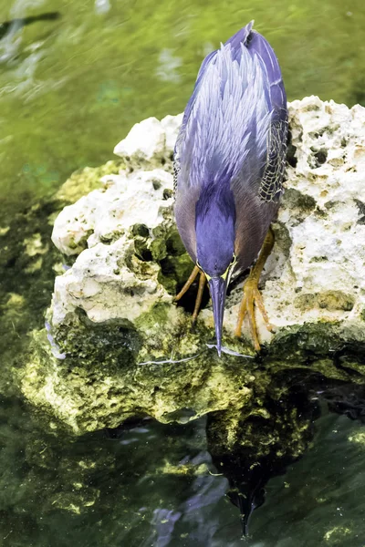 Zelená Volavka Butorides Nazelenalá Lov Poloostrov Zapata Národní Park Zapata — Stock fotografie