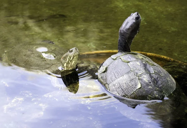 Kubánské Jezdec Trachemys Decussata Hrdlička Původem Kuby Poloostrov Zapata Národní — Stock fotografie