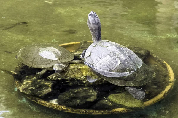 Kubánské Jezdec Trachemys Decussata Hrdlička Původem Kuby Poloostrov Zapata Národní — Stock fotografie