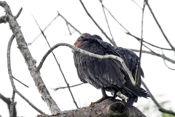 Buitre Turquía Cathartes Aura También Conocido Como Buitre Turquía John — Foto de Stock