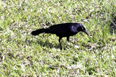 Büyük Antiller grackle (Quiscalus Nijer) - Varadero, Küba