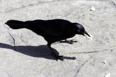 Büyük Antiller grackle (Quiscalus Nijer) - Varadero, Küba