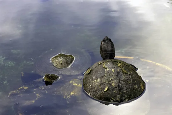 Kubánské Jezdec Trachemys Decussata Hrdlička Původem Kuby Poloostrov Zapata Národní — Stock fotografie