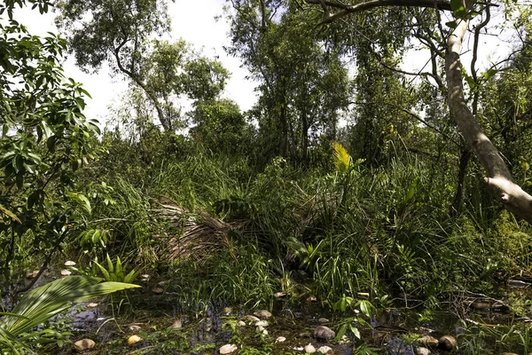 Kubánské Swamp Poloostrov Zapata Národní Park Zapata Swamp Kuba — Stock fotografie